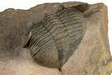 Enrolled Zlichovaspis Trilobite - Lghaft, Morocco #354427-5